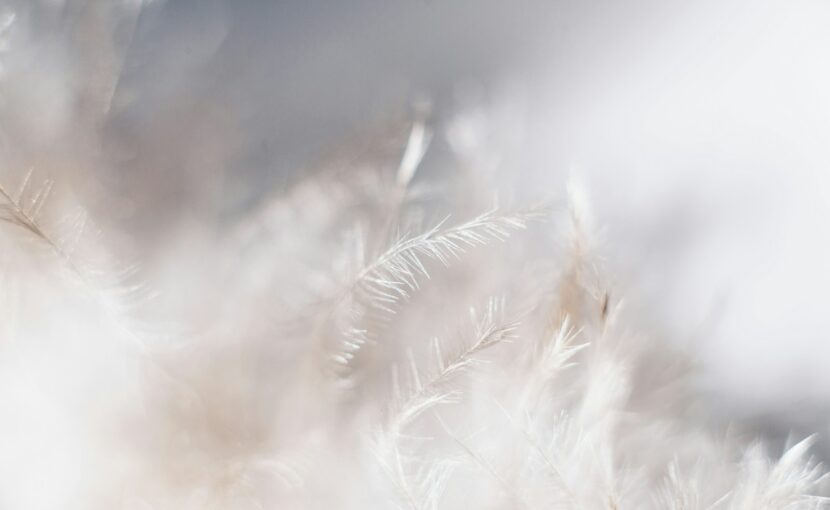 closeup photo of white leaves